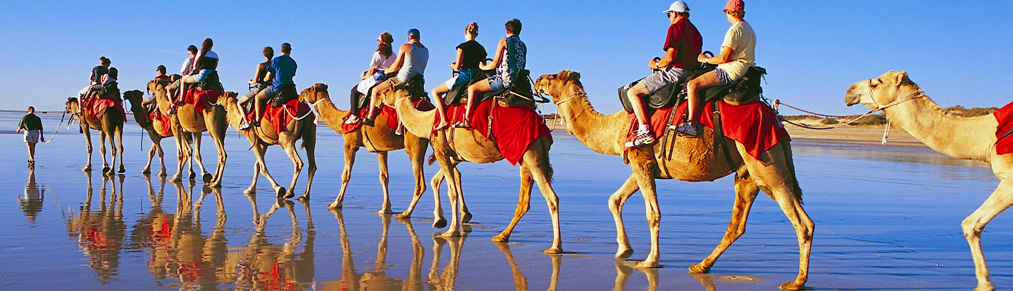 Tourists riding on camels